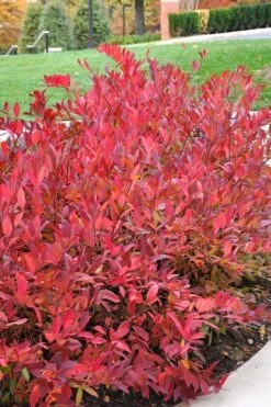 Virginia Sweetspire (Itea Virginica) - 1 Gallon Pot -Garden Plant Shop itea virginica virginia sweetspire 14 1