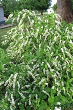 Virginia Sweetspire (Itea Virginica) - 2 Gallon Pot -Garden Plant Shop itea virginica virginia sweetspire 2