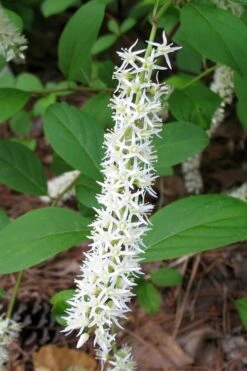 Virginia Sweetspire (Itea Virginica) - 2 Gallon Pot -Garden Plant Shop itea virginica virginia sweetspire 7