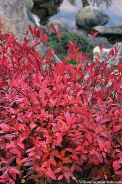 Virginia Sweetspire (Itea Virginica) - 2 Gallon Pot -Garden Plant Shop itea virginica virginia sweetspire 8