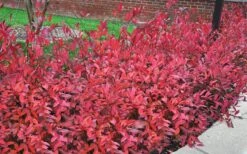 Virginia Sweetspire (Itea Virginica) - 3 Gallon Pot 12 Virginia Sweetspire (Itea Virginica) - 3 Gallon Pot -Garden Plant Shop itea virginica virginia sweetspire 9 2