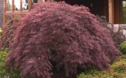 Crimson Queen Dwarf Japanese Maple (High Graft Tree Form) - 1 Gallon Pot -Garden Plant Shop ja panese Maple Crimson Queen 50