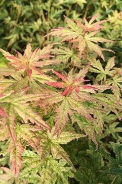 Radiant Variegated Japanese Maple - 5 Gallon Pot -Garden Plant Shop japanese Maple Radiant 7