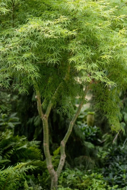 Seiryu Japanese Maple - 1 Gallon Pot 1 Seiryu Japanese Maple - 1 Gallon Pot