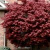 Bloodgood Red Leaf Japanese Maple - 2 Gallon Pot