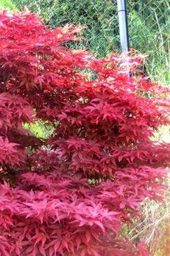 Fireglow Red Leaf Japanese Maple - 5 Gallon Pot (3-4') -Garden Plant Shop japanese maple fireglow 11 4