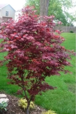 Fireglow Red Leaf Japanese Maple - 5 Gallon Pot (3-4') -Garden Plant Shop japanese maple fireglow 12 4