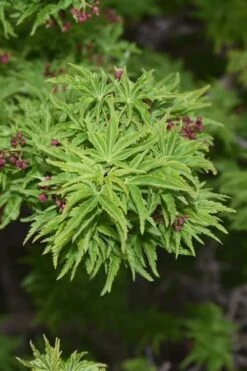 Lions Head Japanese Maple - Acer Palmatum 'Shishigashira' - 5 Gallon Pot -Garden Plant Shop japanese maple lions head shishigashira 1