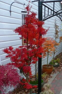 Lions Head Japanese Maple - Acer Palmatum 'Shishigashira' - 1 Gallon Pot -Garden Plant Shop japanese maple lions head shishigashira 3 1