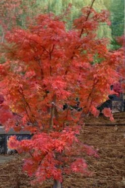 Lions Head Japanese Maple - Acer Palmatum 'Shishigashira' - 5 Gallon Pot -Garden Plant Shop japanese maple lions head shishigashira 4