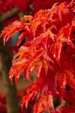Lions Head Japanese Maple (Acer Palmatum 'Shishigashira') - 2.5 Gallon Pot