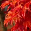 Lions Head Japanese Maple - Acer Palmatum 'Shishigashira' - 2 Gallon Pot
