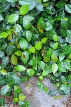 Asian Jasmine (Trachelospermum Asiaticum) - 36 Pack Of 3.5" Pint Pots -Garden Plant Shop jasmine asian 10