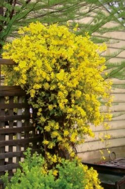 Carolina Yellow Jasmine (Jessamine) Gelsemium Sempervirens - 3 Gallon Pot -Garden Plant Shop jasmine carolina 21 2