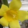 Carolina Yellow Jasmine (Jessamine) Gelsemium Sempervirens - 2 Gallon Pot