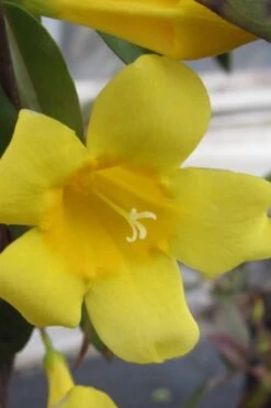 Carolina Yellow Jasmine (Jessamine) Gelsemium Sempervirens - 1 Gallon Pot