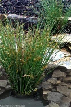 Soft Rush (Juncus Effusus) - 6 Pack Of 1 Gallon Pots -Garden Plant Shop juncus effusus soft rush 1