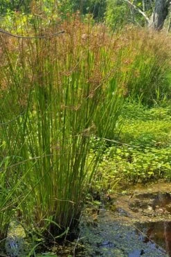 Soft Rush (Juncus Effusus) - 6 Pack Of 1 Gallon Pots -Garden Plant Shop juncus effusus soft rush 2