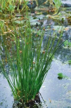 Soft Rush (Juncus Effusus) - 6 Pack Of 1 Gallon Pots -Garden Plant Shop juncus effusus soft rush 3