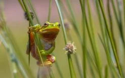 Soft Rush (Juncus Effusus) - 6 Pack Of 1 Gallon Pots -Garden Plant Shop juncus effusus soft rush 7