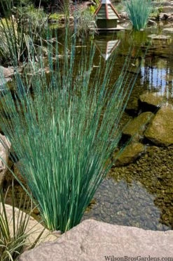 Blue Arrows Rush (Juncus Inflexus) - 1 Gallon Pot -Garden Plant Shop juncus inflexus blue arrows rush 21