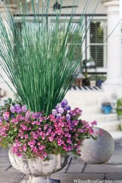 Blue Arrows Rush (Juncus Inflexus) - 1 Gallon Pot