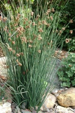 Elk's Blue California Gray Rush (Juncus Patens) - 1 Gallon Pot -Garden Plant Shop juncus patens elk blue california rush 9