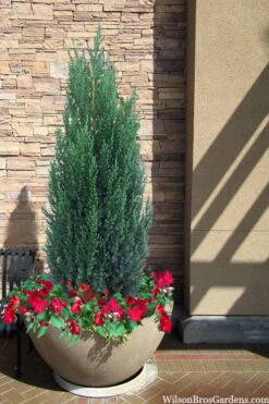 Blue Point Juniper - 7 Gallon Pot (3-4') -Garden Plant Shop juniper blue point 21 1