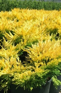 Limeglow Golden Andorra Compact Juniper - 6 Pack Of 1 Gallon Pots -Garden Plant Shop juniper horizontalis lime glow 22