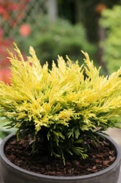 Limeglow Golden Andorra Compact Juniper - 6 Pack Of 1 Gallon Pots -Garden Plant Shop juniper horizontalis lime glow 23 1