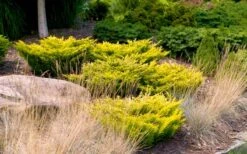Limeglow Golden Andorra Compact Juniper - 1 Gallon Pot -Garden Plant Shop juniper horizontalis lime glow 24 1
