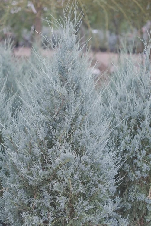 Moonglow Pyramidal Blue Juniper - 3 Gallon Pot 1 Moonglow Pyramidal Blue Juniper - 3 Gallon Pot