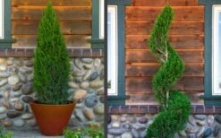 Spartan Juniper - 6 Pack Of 1 Gallon Pots -Garden Plant Shop juniper20spartan202 2