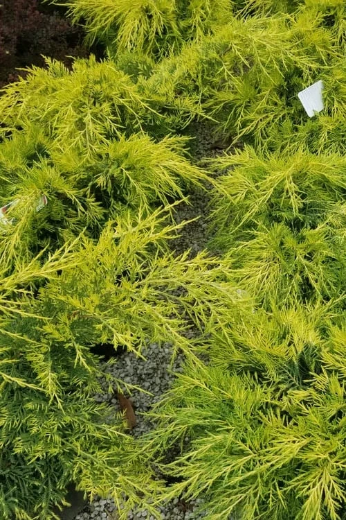 Gold Lace Juniper - 1 Gallon Pot 5 Gold Lace Juniper - 1 Gallon Pot - Image 5