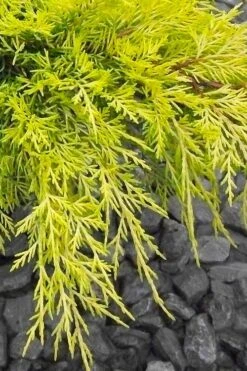 Gold Lace Juniper - 1 Gallon Pot 8 Gold Lace Juniper - 1 Gallon Pot -Garden Plant Shop juniperus chinensis gold lace juniper 3
