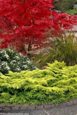 Gold Lace Juniper - 1 Gallon Pot