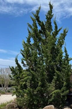 Kaizuka Twisted Juniper - 1 Gallon Pot -Garden Plant Shop juniperus chinensis kaizuka twisted juniper 5 1