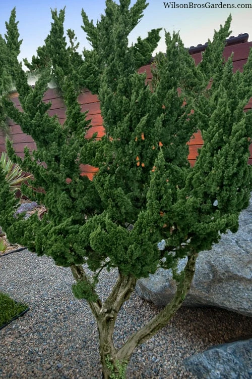 Kaizuka Twisted Juniper - 3 Gallon Pot 1 Kaizuka Twisted Juniper - 3 Gallon Pot