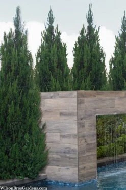 Spartan Juniper - 3 Gallon Pot -Garden Plant Shop juniperus chinensis spartan columnar juniper 20 3