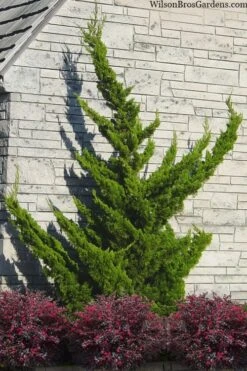 Hollywood Torulosa Juniper - 7 Gallon Pot (4-5')