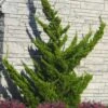 Hollywood Torulosa Juniper - 7 Gallon Pot (5-6')