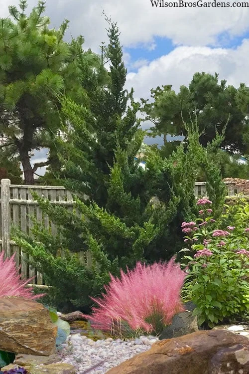 Hollywood Torulosa Juniper - 2 Gallon Pot 8 Hollywood Torulosa Juniper - 2 Gallon Pot - Image 8