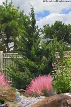 Hollywood Torulosa Juniper - 7 Gallon Pot (4-5') 10 Hollywood Torulosa Juniper - 7 Gallon Pot (4-5') -Garden Plant Shop juniperus chinensis torulosa hollywood 101 2