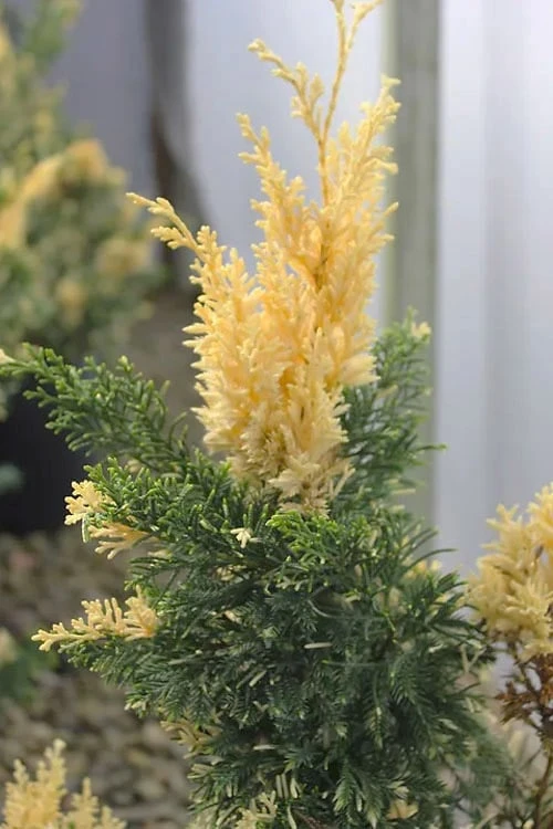 Variegated Hollywood Juniper - 1 Gallon Pot 4 Variegated Hollywood Juniper - 1 Gallon Pot - Image 4