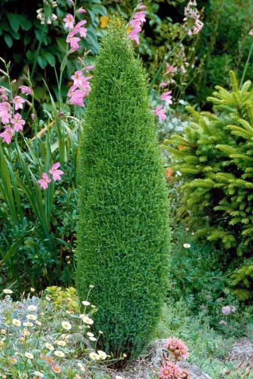 Pencil Point Juniper - 1 Gallon Pot 1 Pencil Point Juniper - 1 Gallon Pot