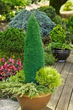 Pencil Point Juniper - 1 Gallon Pot 5 Pencil Point Juniper - 1 Gallon Pot -Garden Plant Shop juniperus communis compressa pencil point juniper 3