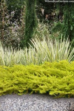 All Gold Golden Pacific Juniper - 6 Pack Of 1 Gallon Pots -Garden Plant Shop juniperus conferta all gold pacific shore juniper 20