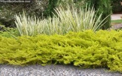 All Gold Golden Pacific Juniper - 1 Gallon Pot -Garden Plant Shop juniperus conferta all gold pacific shore juniper 21 1