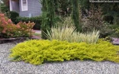 All Gold Golden Pacific Juniper - 1 Gallon Pot -Garden Plant Shop juniperus conferta all gold pacific shore juniper 22 1