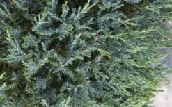 Medora Rocky Mountain Juniper - 2 Gallon Pot (3-4') 9 Medora Rocky Mountain Juniper - 2 Gallon Pot (3-4') -Garden Plant Shop juniperus scopulorum medora juniper 2